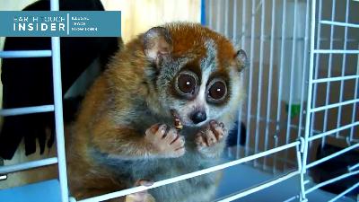 Meet the wildlife warriors saving the world's cutest primate