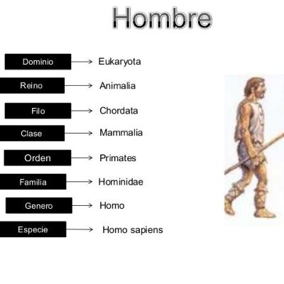 La evolución del hombre y su clasificación taxonomíca 🐒🚶
