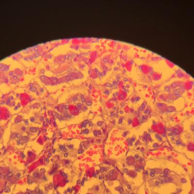 ¿Qué es la Ciencia?