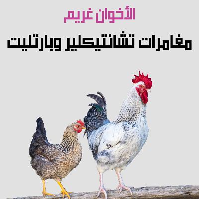 من قصص الأخوان غريم | 15. مغامرات تشانتيكلير وبارتليت من قصص الأخوان غريم | 15. مغامرات تشانتيكلير وبارتليت