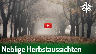 Neblige Herbstaussichten für Cannabis | DHV-News # 477