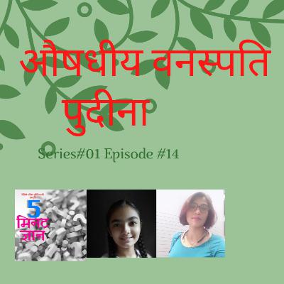 औषधीय वनस्पति : पुदीना  (Medicinal Plants : (MINT)