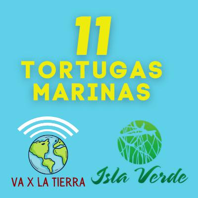 11 CIV Tortugas Marinas con Vicente Guzman