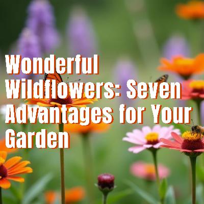 Wonderful Wildflowers: Seven Advantages for Your Garden Wonderful Wildflowers: Seven Advantages for Your Garden