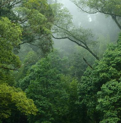 Calming Rainforest: 8-Hour Tranquil Jungle Soundscape for Relaxation, Studying & Sleep