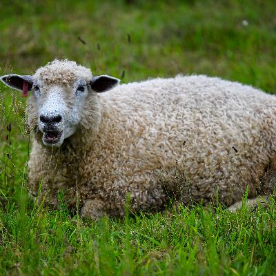 How one CT farm is working to preserve a rare, endangered breed of sheep
