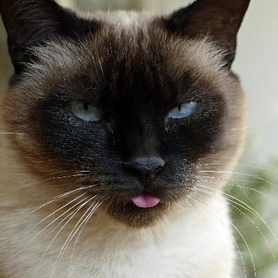 Ernährung und Verhalten der Katze