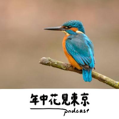 〈特別企画〉カワセミを探せ！in野川【#42】