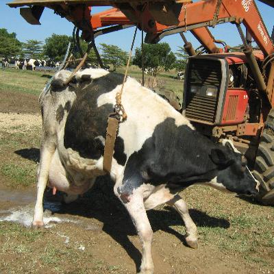 Episódio 56. Síndrome da Vaca Deitada. Episódio 56. Síndrome da Vaca Deitada.