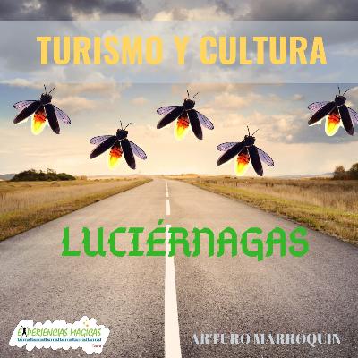 6 - 🐝TEMPORADA DE LUCIÉRNAGAS