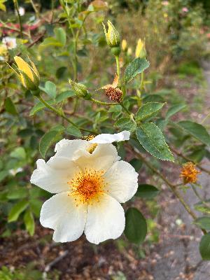 Love: one-hundred-thousand times Love: one-hundred-thousand times