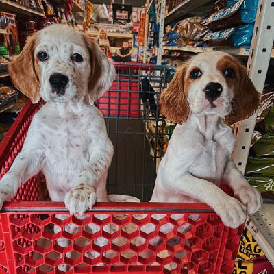 Episode 27: Fumbling Your First Dog