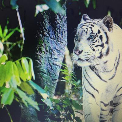 Tigre blanco