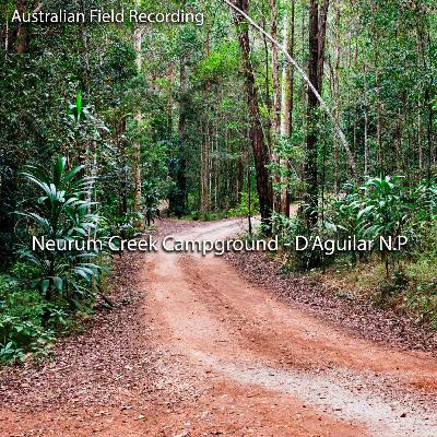 Neurum Creek - D'Aguilar National Park (field recording)