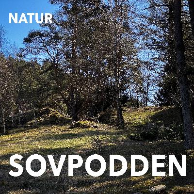 37. Förmiddag i april med Gröngöling, Blåmesar och Talgoxar 37. Förmiddag i april med Gröngöling, Blåmesar och Talgoxar