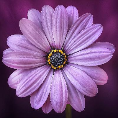 Inflated Account of the External Inflated Account of the External