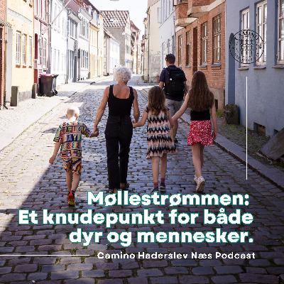 Møllestrømmen: Et knudepunkt for både dyr og mennesker.