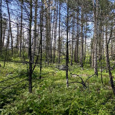 #320 | Fire in the Forest with Jared Elm of the Ruffed Grouse Society