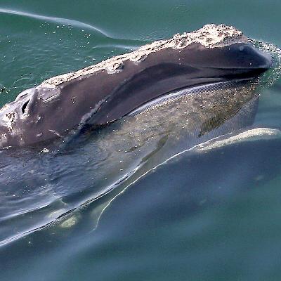 Scientists are using AI technology to speak whale