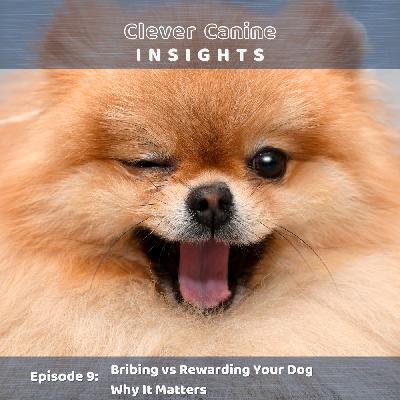 Bribing vs Rewarding Your Dog: Why It Matters