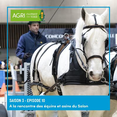 A la rencontre des équins et asins du Salon