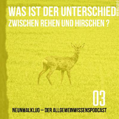 03 - Was ist der Unterschied zwischen Rehen und Hirschen?