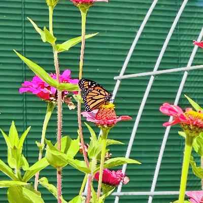 Fall Landscaping Tips The Pros Swear By