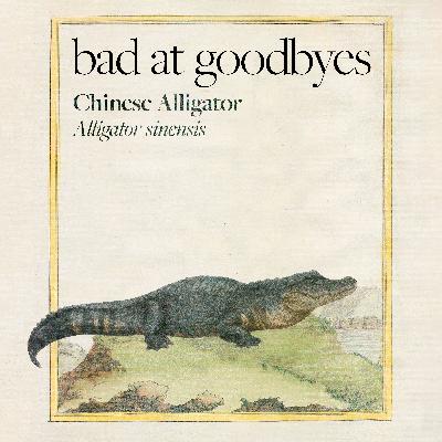 Chinese Alligator