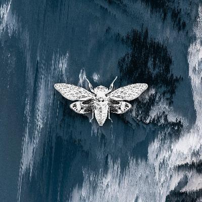 El Magniphico - Distorted Reality Vol. IV