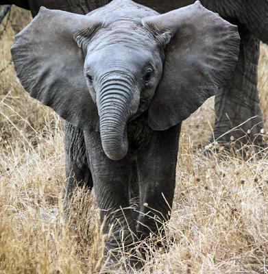 The Joy of Elephants and a Sticky Situation