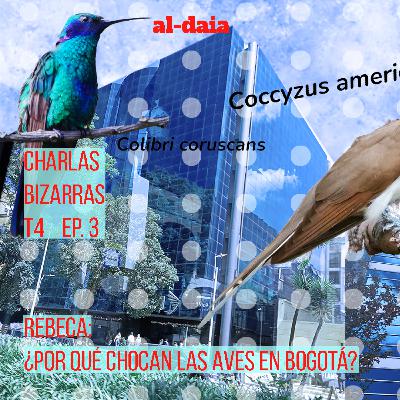 REBECA: ¿Por qué chocan las aves en Bogotá?