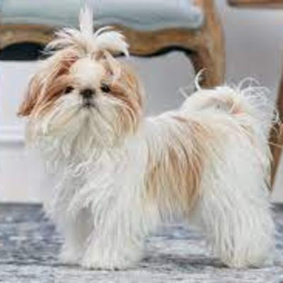 What Kind of Dog Are You? Episode #1 Shih Tzu