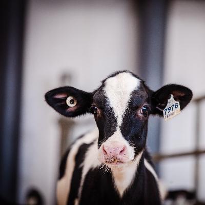 Vendre des taureaux aux centres d'IA