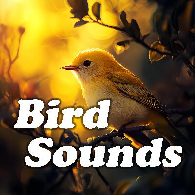 Serene Woods: Relaxing Bird Calls