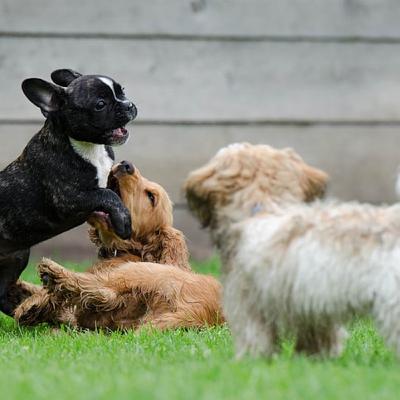 Basic hormones in dogs Basic hormones in dogs