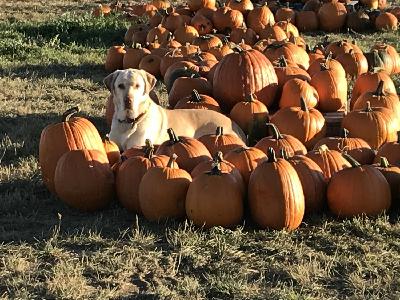 Episode 18: Pumpkins, Corn, Ghosts & Ninjas!