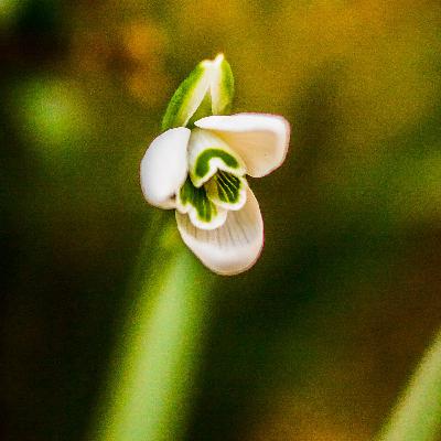 Nugget 14 - No flowery words here!