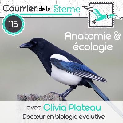 CDLS#115 : Morphologie du crâne et Ostéologie des oiseaux avec la Docteure Olivia Plateau