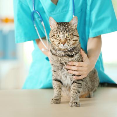 Barazone with Dermcare Vet