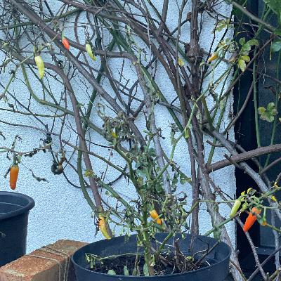 8 December 2025 8 December 2025