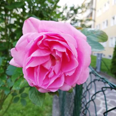 Art of Listening to Krishnamurti | Listening with Awareness