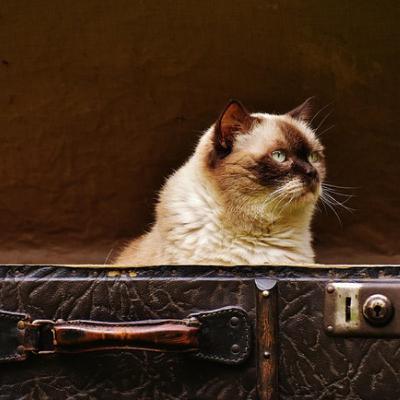 Cat's Choice: When Your Human Mom Travels