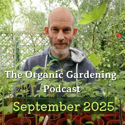 S5 Ep9: September: Getting to grips with green manures – with Dr Anton Rosenfeld