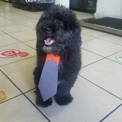 Cuidados y tips para nuestros cachorros🐩