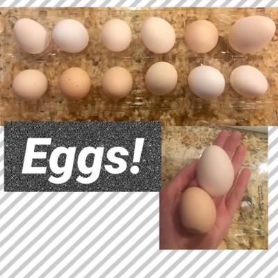 Chicken Eggs- Production, Size, Age