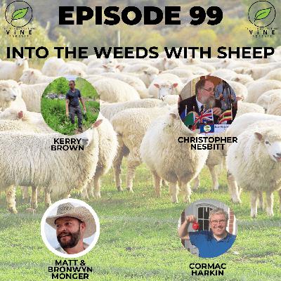 99. Into the weeds on sheep!