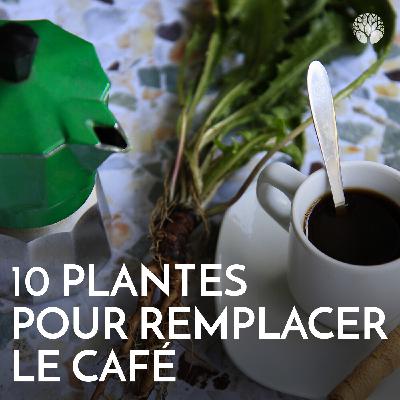 🌿✨ 10 plantes étonnantes pour remplacer le café ✨🌿