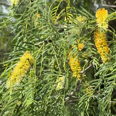 Mesquite in Bloom: A South Texas Rancher’s Sign of Hope and Harvest