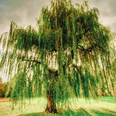 Episode 45: The Wind in the Willows - Episode 8 - The Homecoming