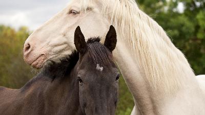 Your Unicorn Year: My Year of the Yang Fire Horse Predictions